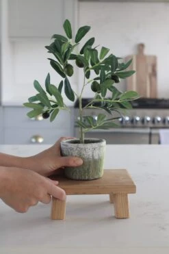 Faux Plant – Small Potted Olive Tree -Pretty Little Home IMG 0759