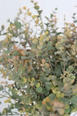 Artificial Eucalyptus Spray – Green Hues -Pretty Little Home IMG 3494 2